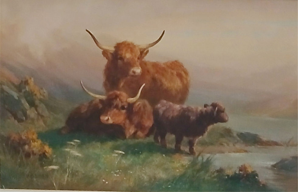 Highland cattle in a mountain landscape