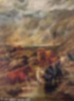 Highland cattle watering