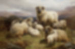 Sheep In A Highland Landscape