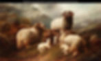 Sheep In The Highlands
