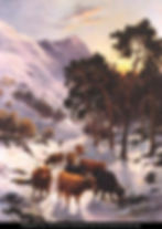 Highland cattle in winter landscape