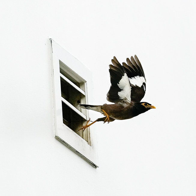A black bird is taking flight from an air duct on a wall.
