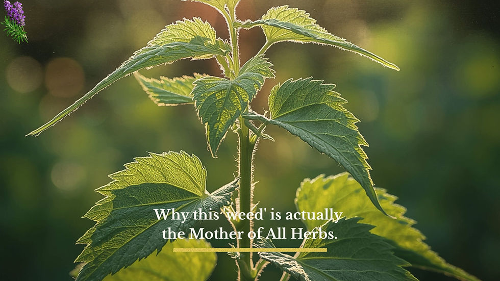 _Mon. Nettle the Mother of All Herbs.mp4