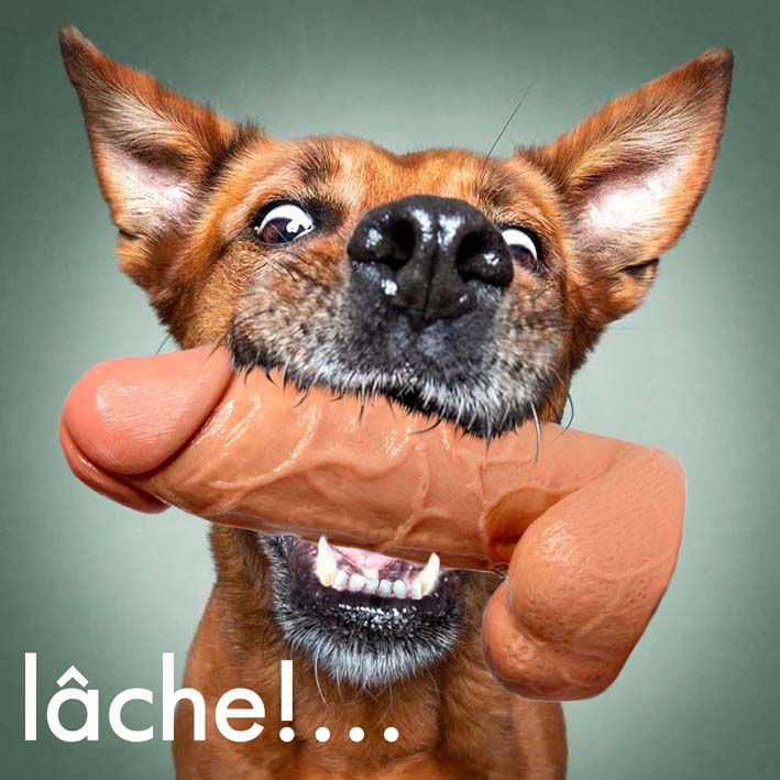 Chien Lâche 1