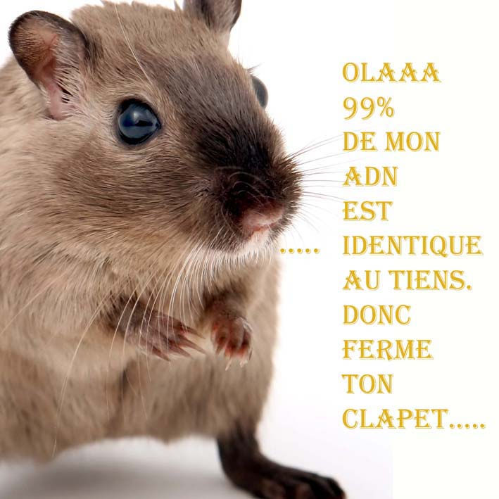 Adn Souris