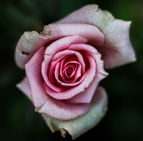 juliette-f-PLGrLZuXXlA-unsplash_edited.jpg