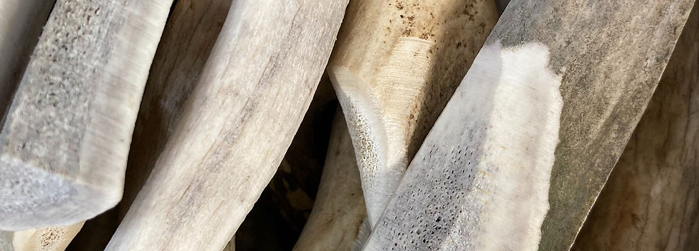 Whole and split antler chews for dogs