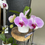 Thumbnail: ASSORTED PHALAENOPSIS ORCHID