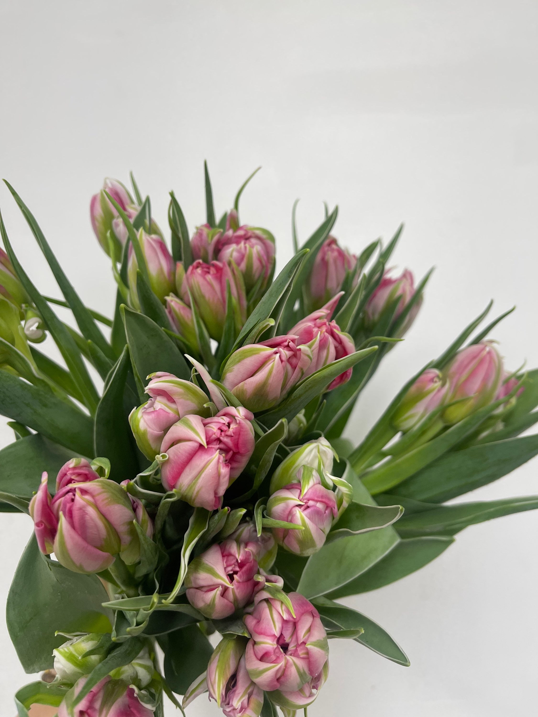 Double petals Tulips