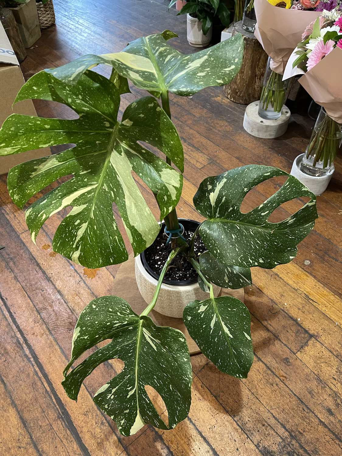 Variegated Monstera Thai Constellation (Medium)