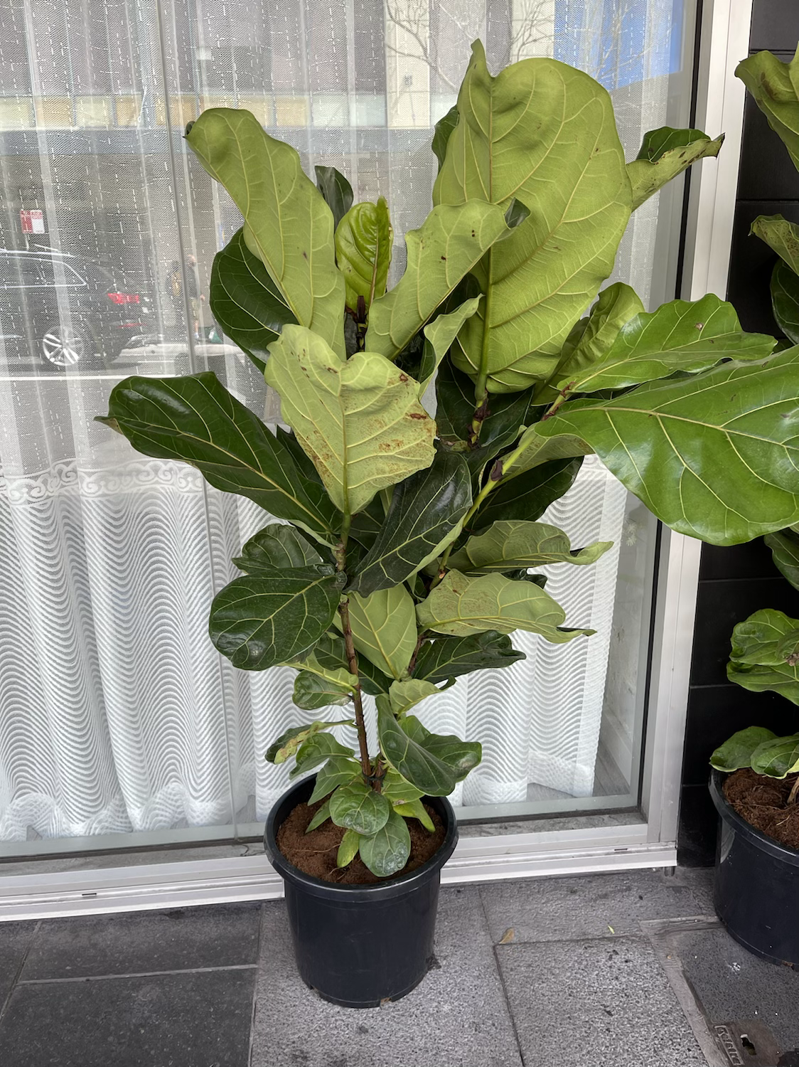 Giant Fiddle leaf figs - 1.4meter