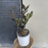 Thumbnail: BLACK ZANZIBAR GEM ZAMIOCULCAS RAVEN JUNGLE WARRIOR