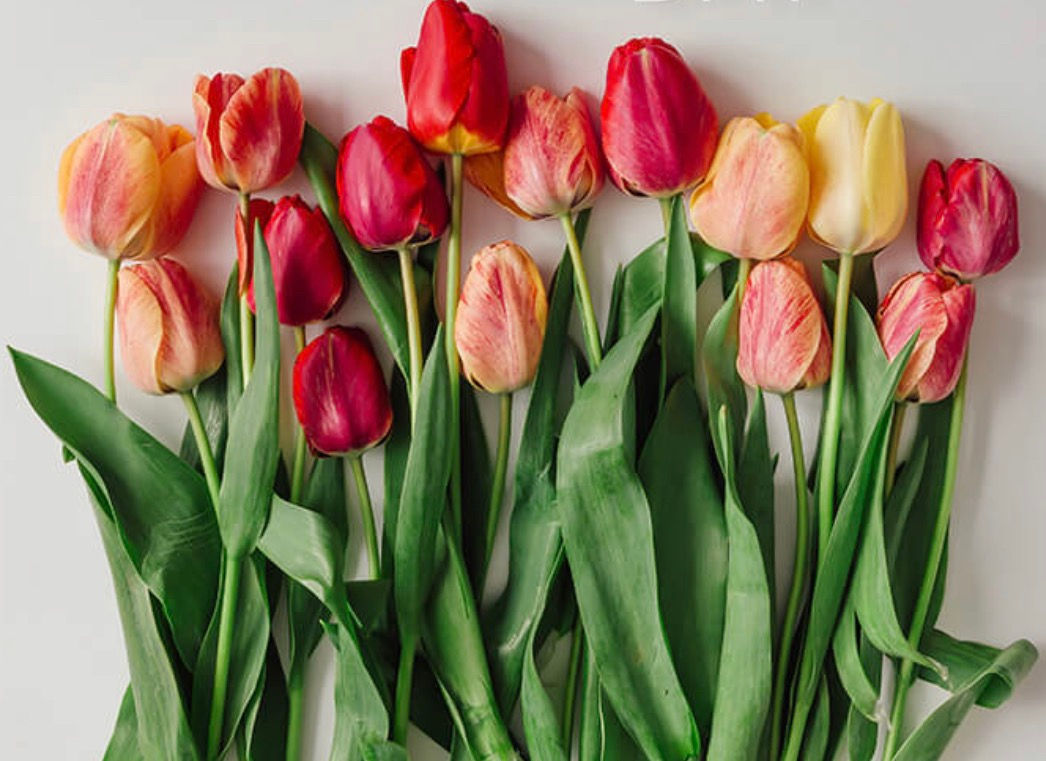 Tulipa - Mixed tulips bouquet