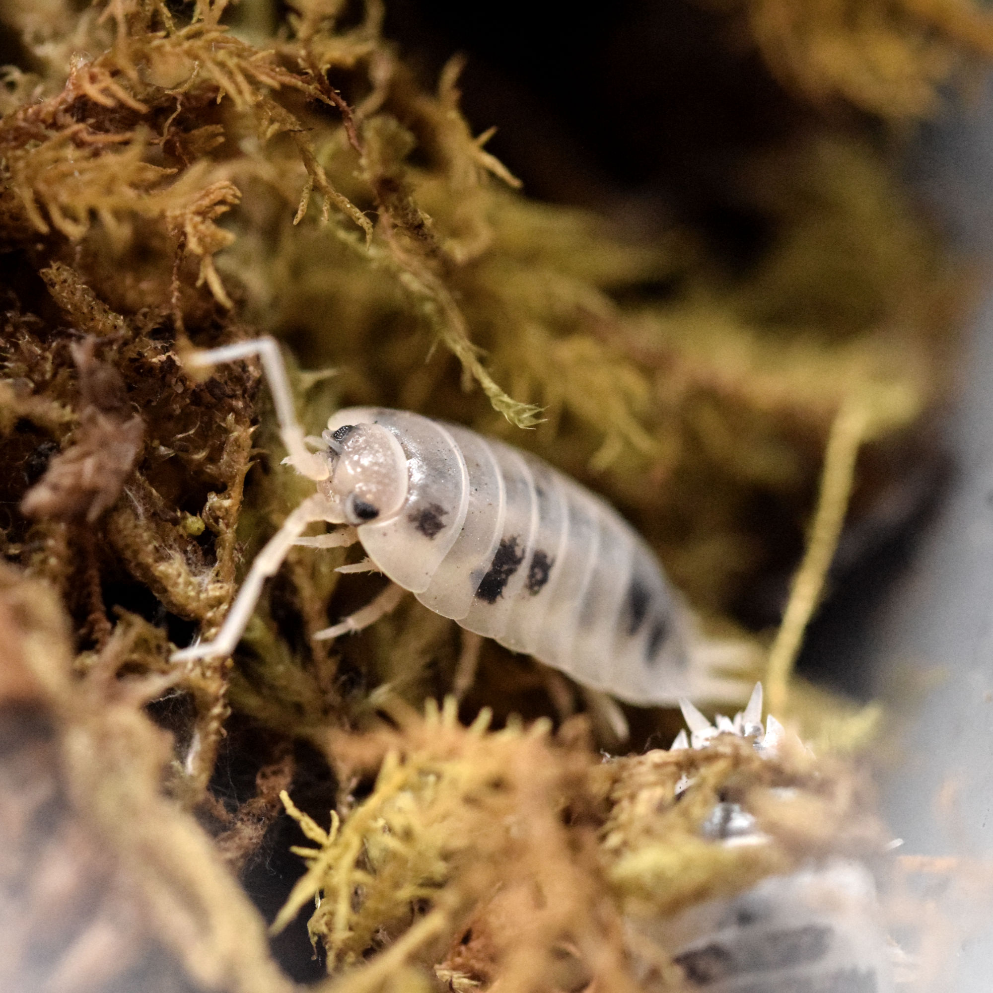 Dairy Cow (Porcellio laevis)