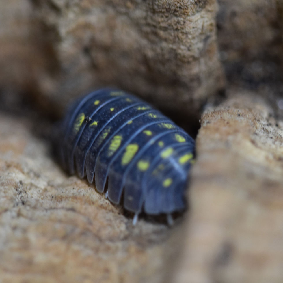 Thumbnail: Armadillidium gestroi