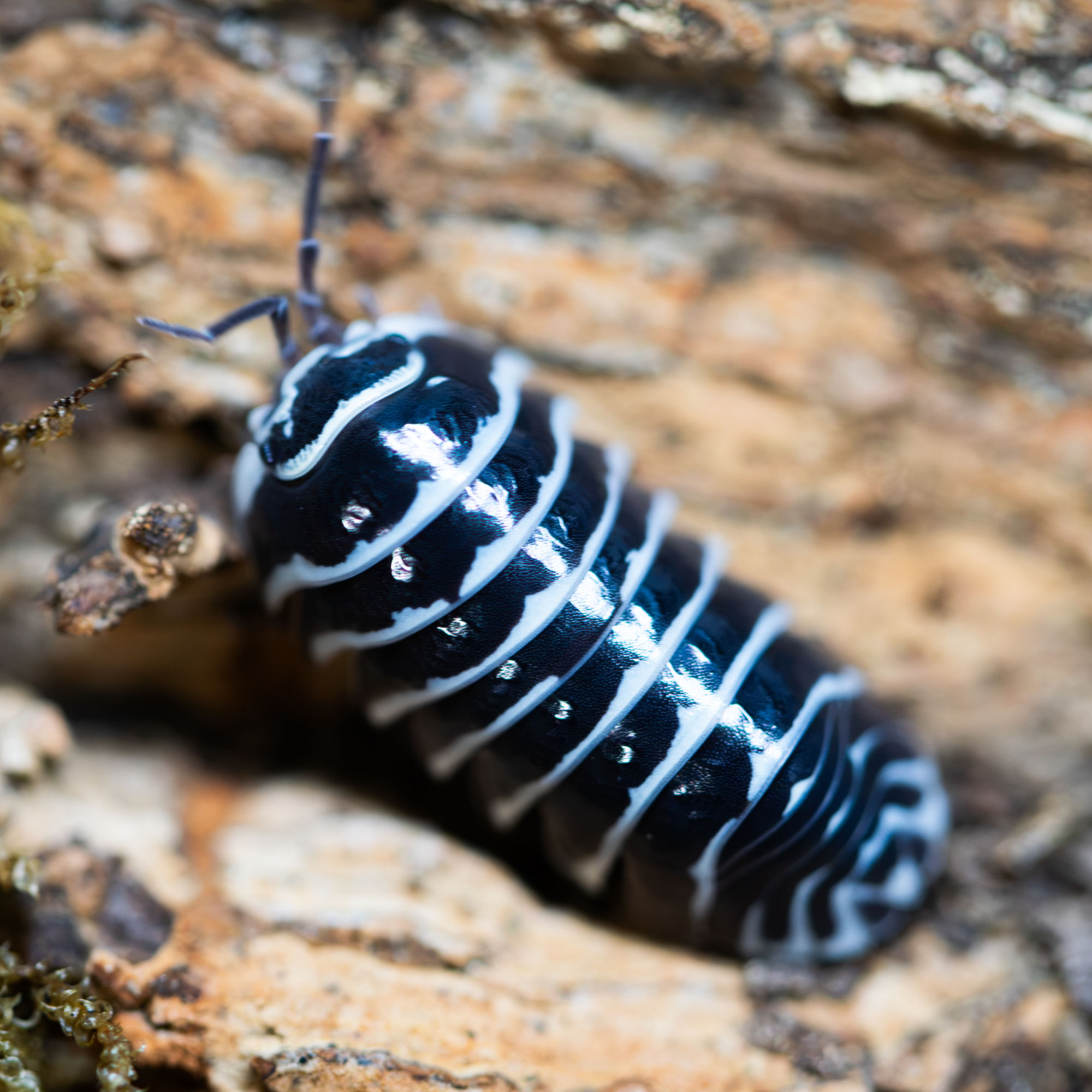 Zebra (Armadillidium maculatum)