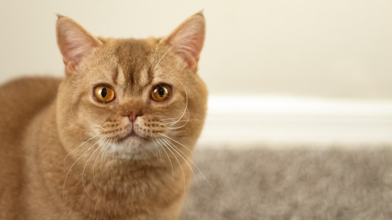 ticked cinnamon british shorthair with bright amber eyes