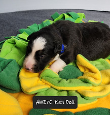 Awe2C Ken Doll Week 2.jpg