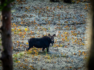 The Majestic Realm of Moose in Northern Idaho