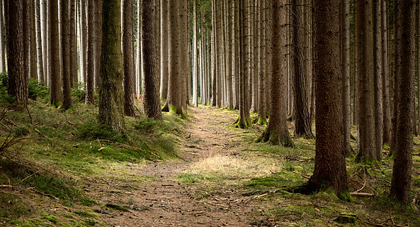 Quiet Forest