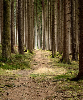 Quiet Forest