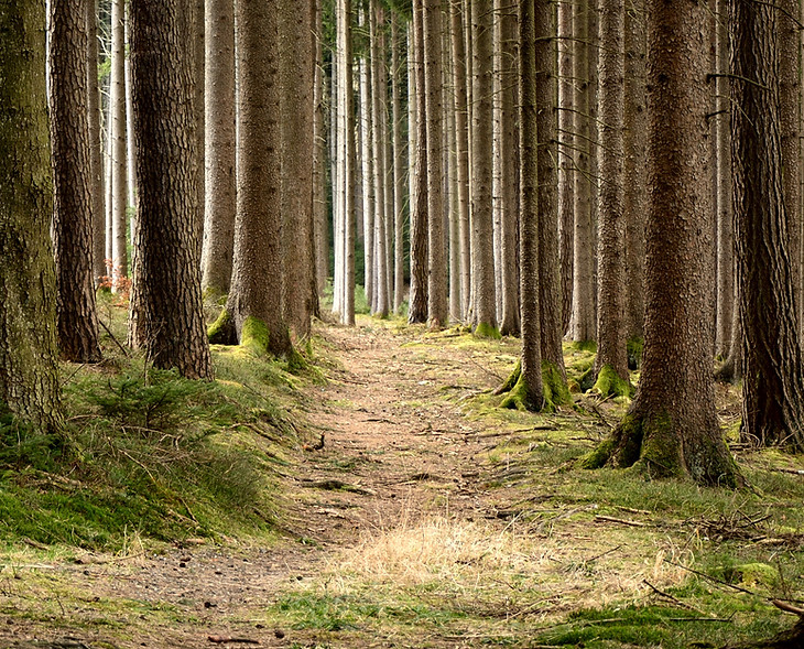 ruhig Wald