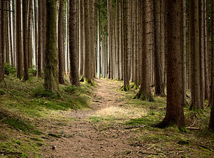 ruhig Wald