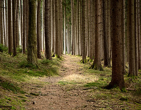 Vista del sentiero nel bosco