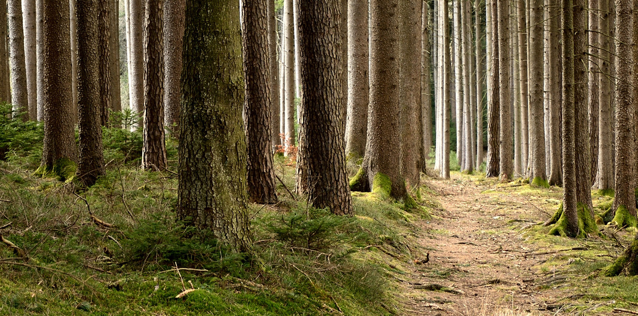 ruhig Wald