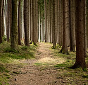 Quiet Forest