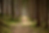 Quiet Forest