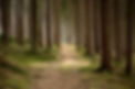 Quiet Forest
