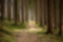 Quiet Forest