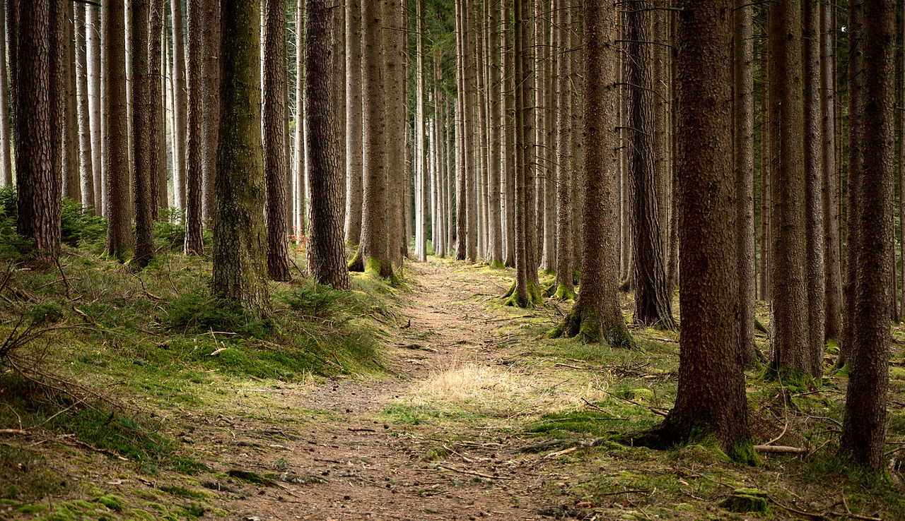 ruhig Wald