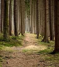 Quiet Forest