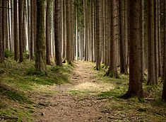 ongestoord Bos