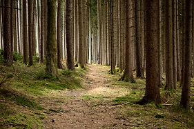Forest Pathway View