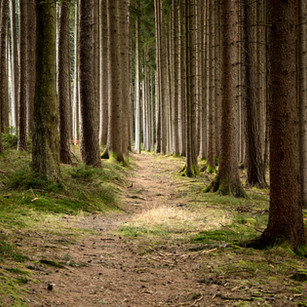 Sustainable Forestry