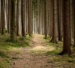 calme Forêt