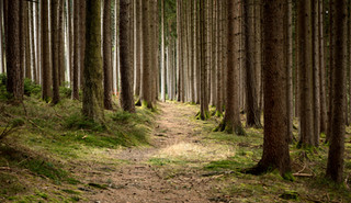 Randonnée dans une forêt sauvage du Jura hors des sentiers battus