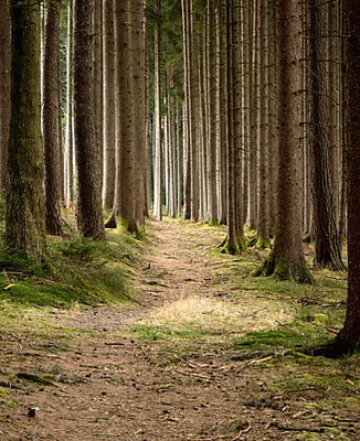 Quiet Forest