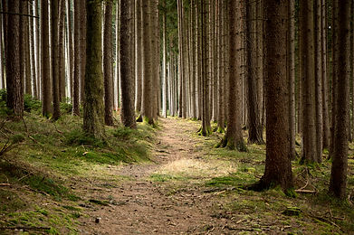 Forest Pathway View