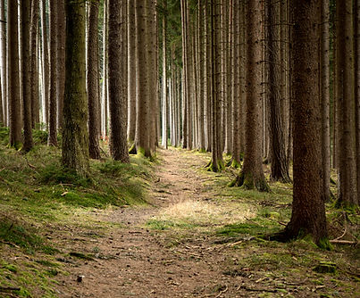 Quiet Forest