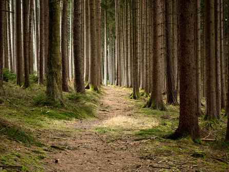 Supply Chain Partnership Offers Path Away from Deforestation