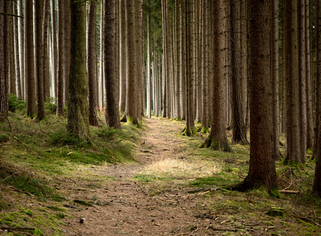 First Steps To Adventure...