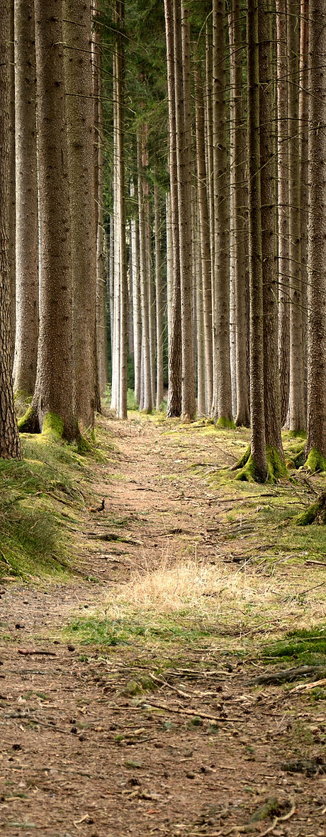 Quiet Forest