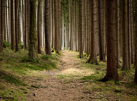 Quiet Forest