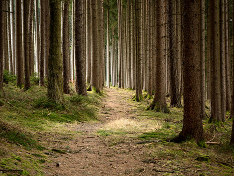 Suit Challenges National Forest Policy Changes