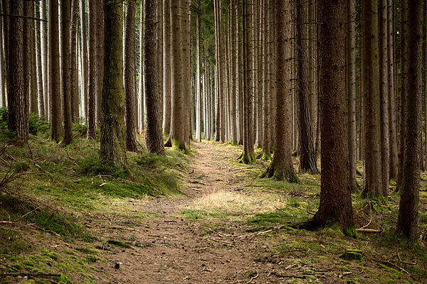 Quiet Forest