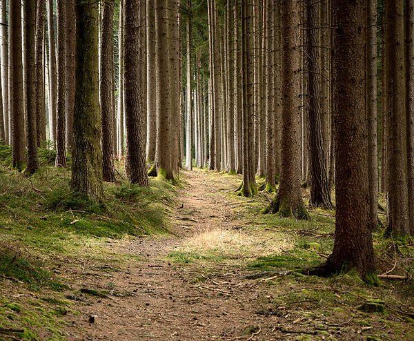 Ruhiger Wald
